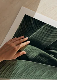 Close-up of overlapping green banana leaves with distinct veins-9