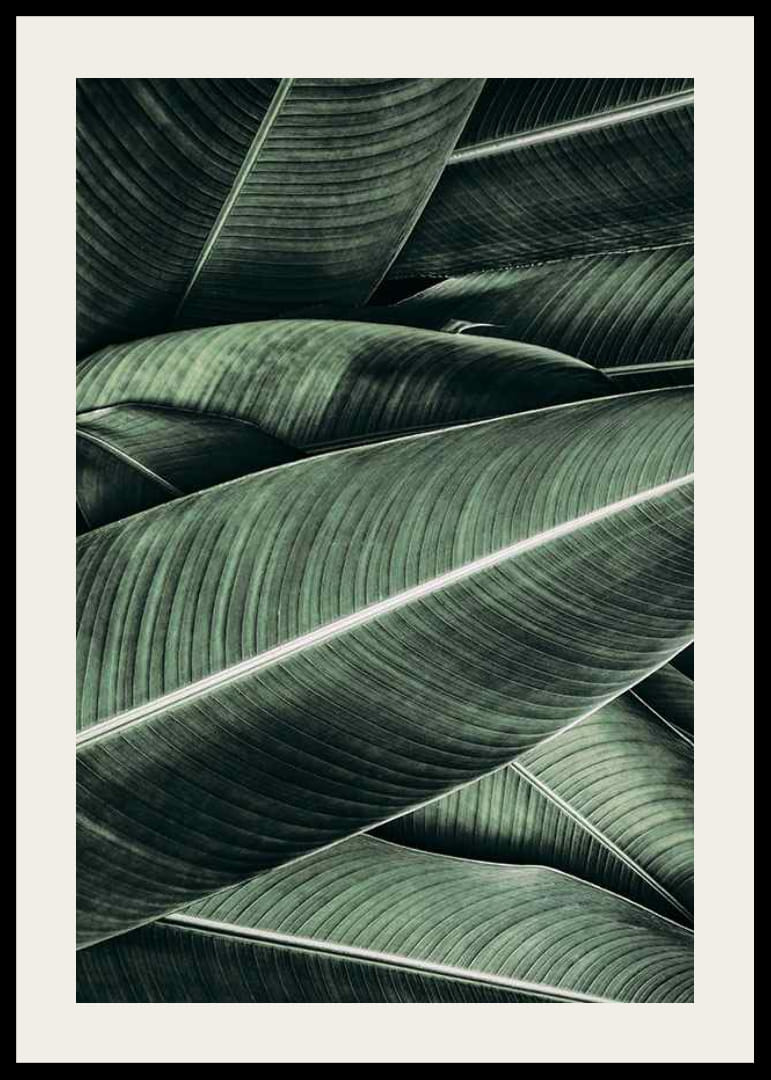 Primer plano de hojas de plátano verdes superpuestas con venas distintivas-12