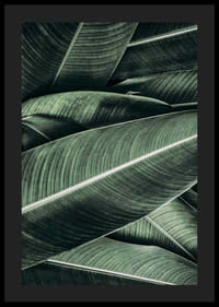 Primer plano de hojas de plátano verdes superpuestas con venas distintivas-4