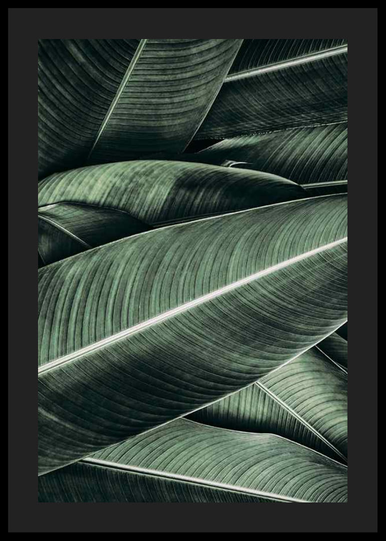 Primer plano de hojas de plátano verdes superpuestas con venas distintivas-12