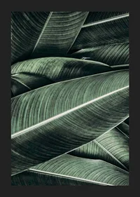 Close-up of overlapping green banana leaves with distinct veins-5