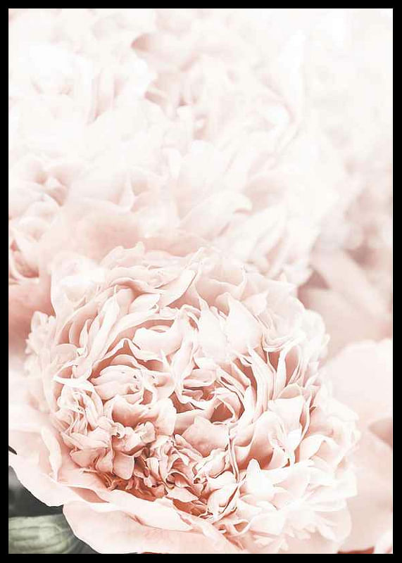 Loving Roses No1-12