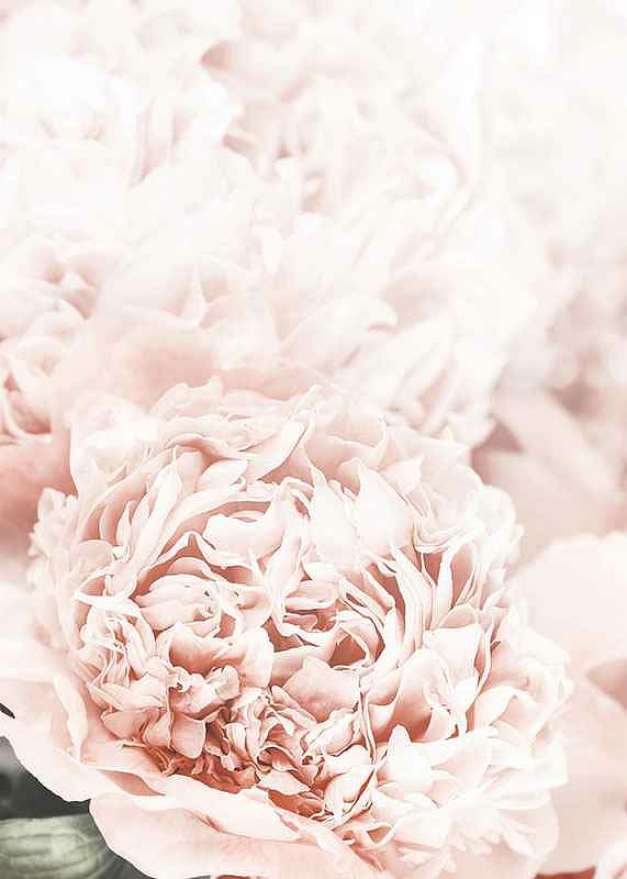 Loving Roses No1-12