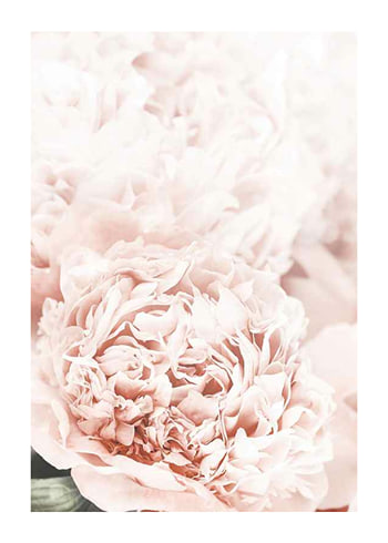 Affiche Loving Roses No1