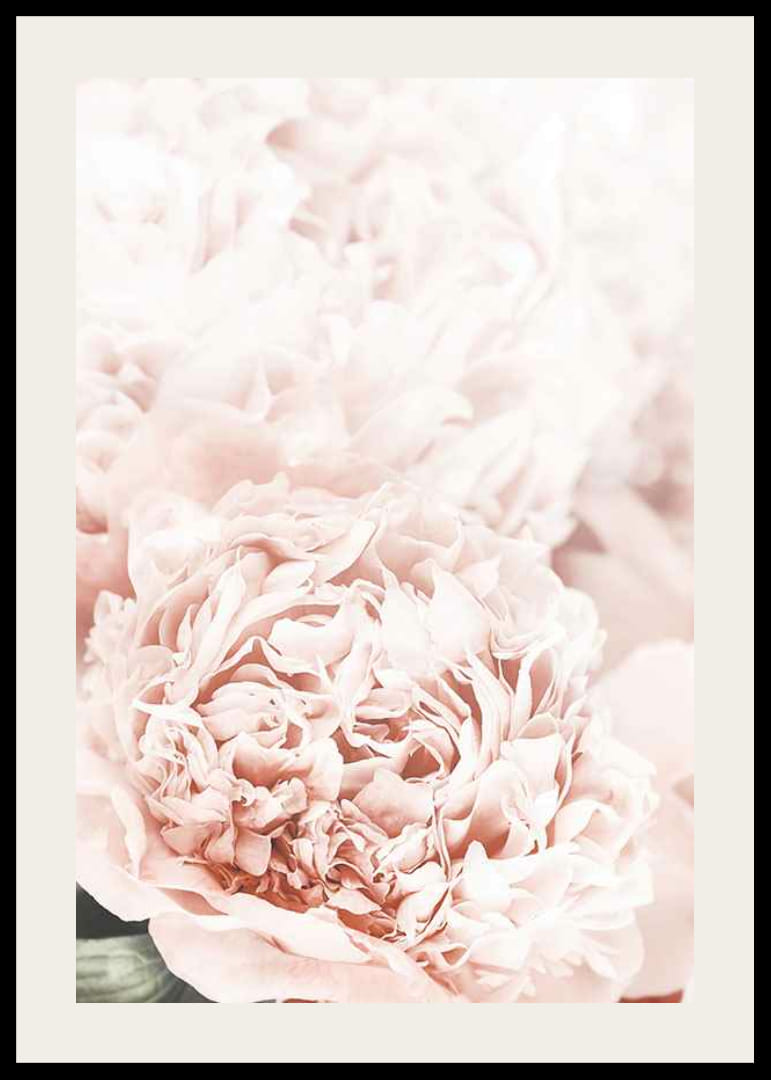 Nahaufnahme von blassrosa Pfingstrosen mit weichen Blütenblättern-12