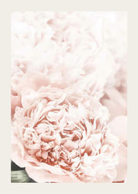 Nahaufnahme von blassrosa Pfingstrosen mit weichen Blütenblättern-3