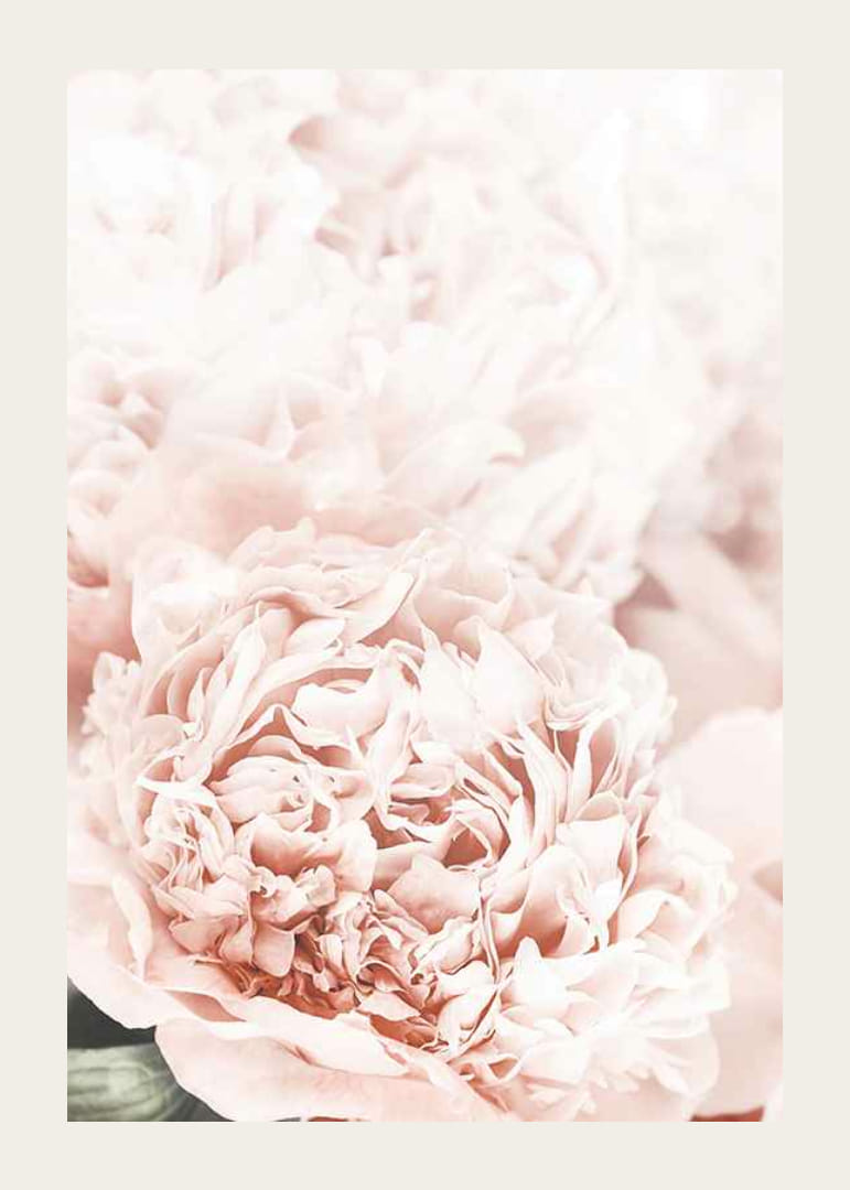 Nahaufnahme von blassrosa Pfingstrosen mit weichen Blütenblättern-12