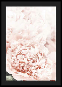 Nahaufnahme von blassrosa Pfingstrosen mit weichen Blütenblättern-4