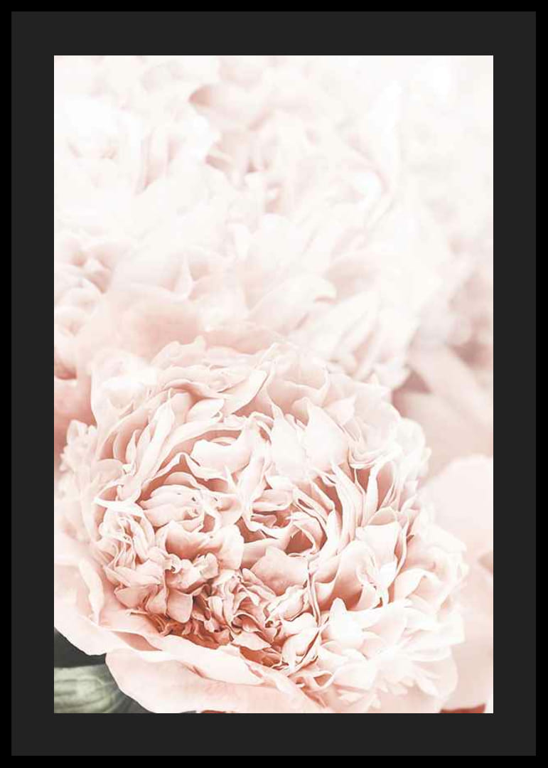 Nahaufnahme von blassrosa Pfingstrosen mit weichen Blütenblättern-12