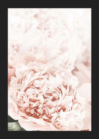 Nahaufnahme von blassrosa Pfingstrosen mit weichen Blütenblättern-5