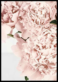 Close-up of pale pink peonies against light background, photographic-6