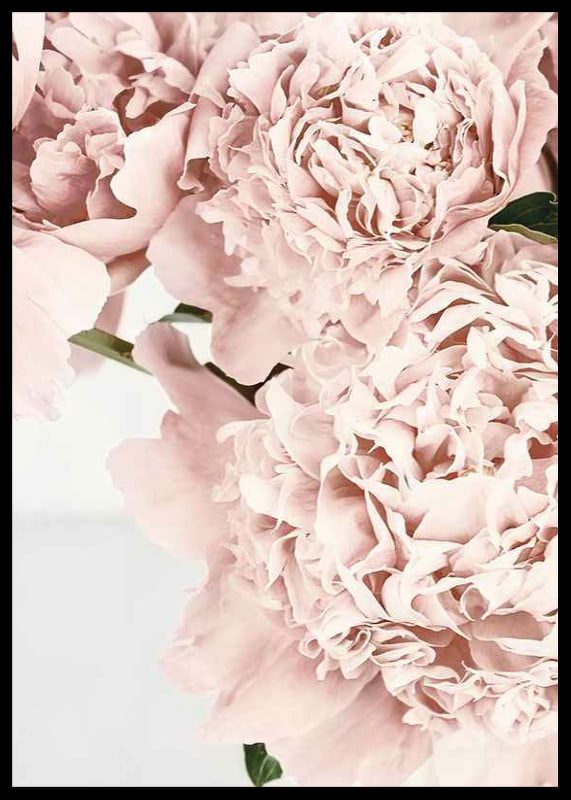 Close-up of pale pink peonies against light background, photographic-12