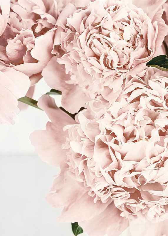 Close-up of pale pink peonies against light background, photographic-12