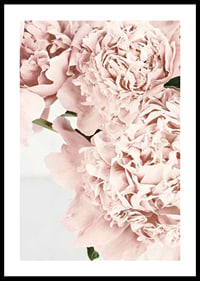 Close-up of pale pink peonies against light background, photographic-0