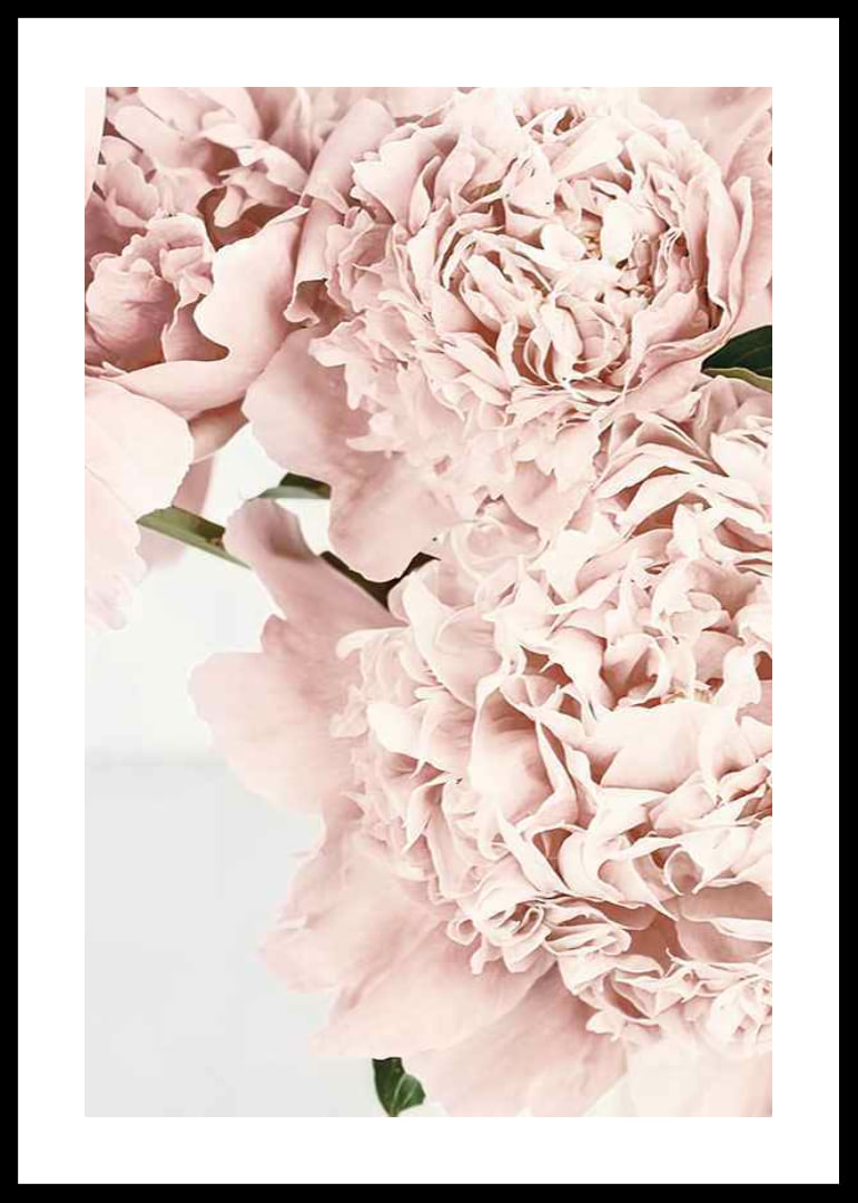 Close-up of pale pink peonies against light background, photographic-12