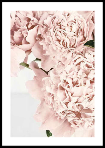 Plakat Loving Roses No2