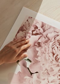 Close-up of pale pink peonies against light background, photographic-9