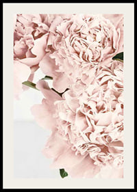 Close-up of pale pink peonies against light background, photographic-2