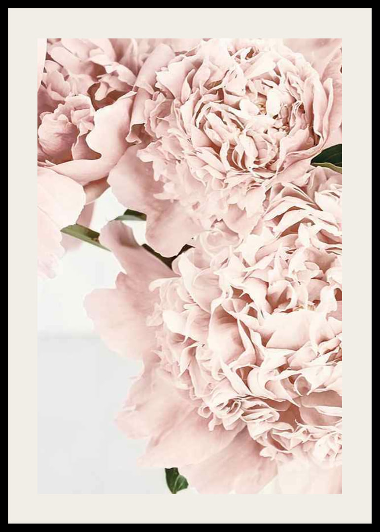 Close-up of pale pink peonies against light background, photographic-12