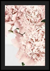 Close-up of pale pink peonies against light background, photographic-4