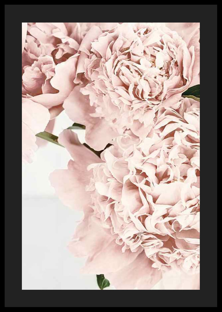 Close-up of pale pink peonies against light background, photographic-12