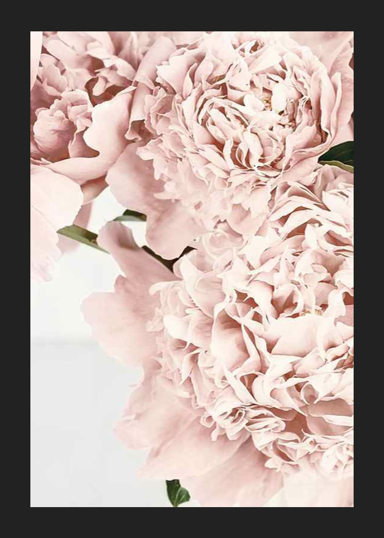 Close-up of pale pink peonies against light background, photographic-12