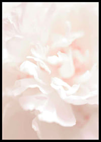 Close-up of light pink flower petals in soft, slightly blurred style-6