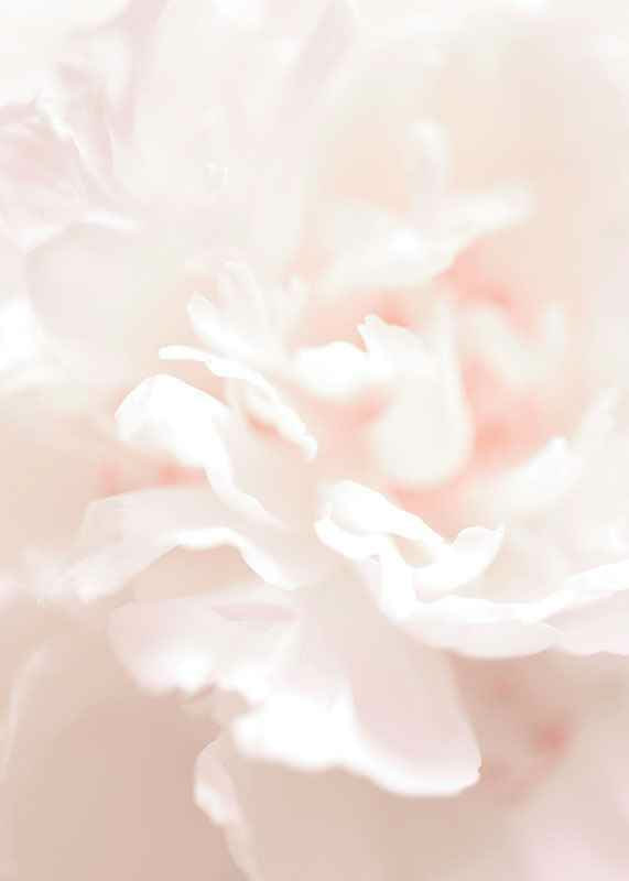 Close-up of light pink flower petals in soft, slightly blurred style-12