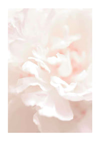Close-up of light pink flower petals in soft, slightly blurred style-1