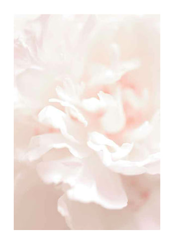 Juliste Tender Flowers No1