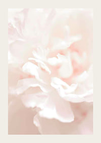 Close-up of light pink flower petals in soft, slightly blurred style-3