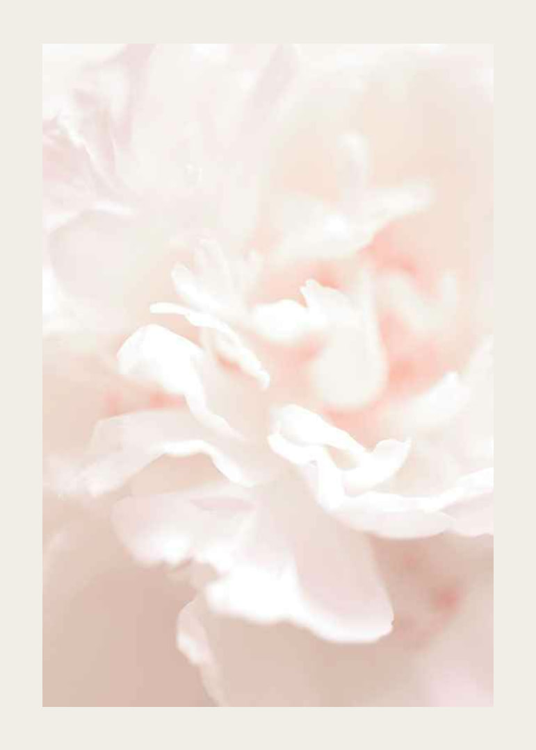 Close-up of light pink flower petals in soft, slightly blurred style-12