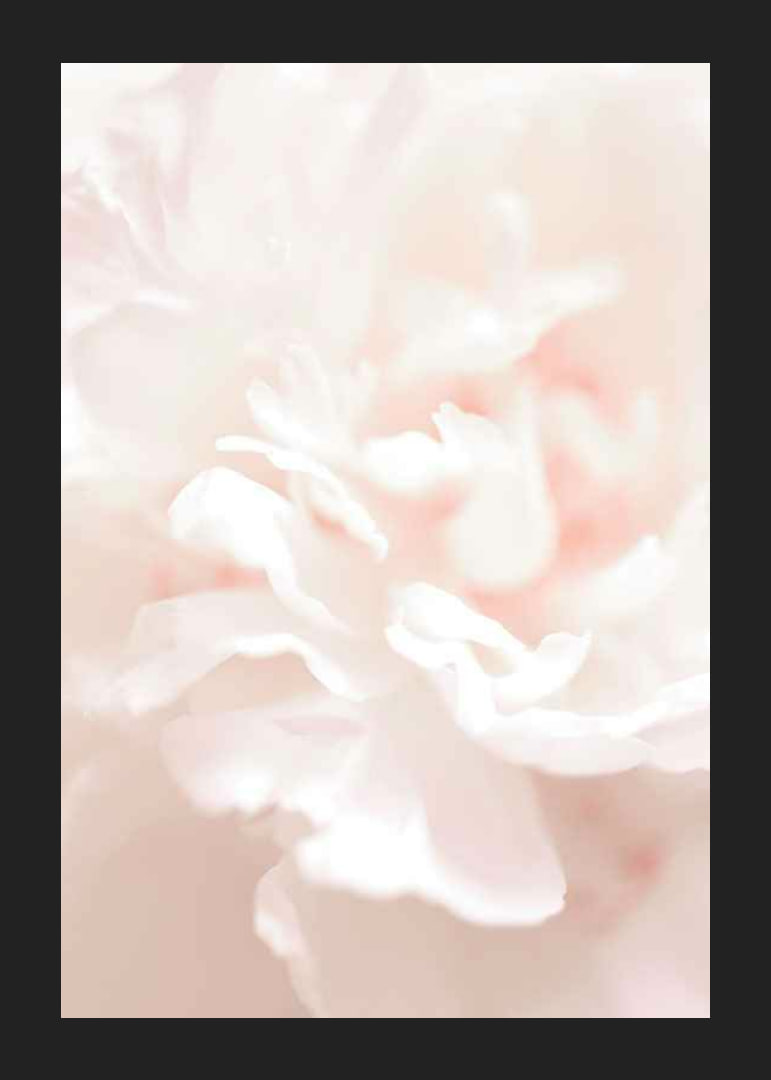 Close-up of light pink flower petals in soft, slightly blurred style-12