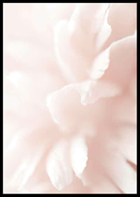 Close-up of light pink flower petals with soft blur-6