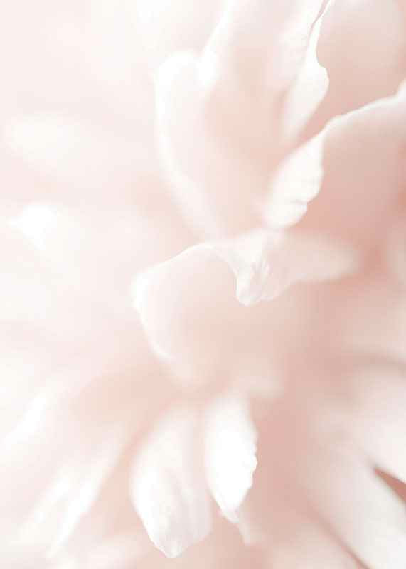 Close-up of light pink flower petals with soft blur-12