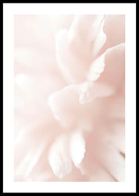 Close-up of light pink flower petals with soft blur-0