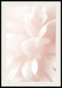 Close-up of light pink flower petals with soft blur-2