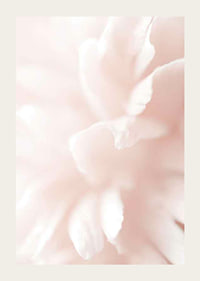 Close-up of light pink flower petals with soft blur-3
