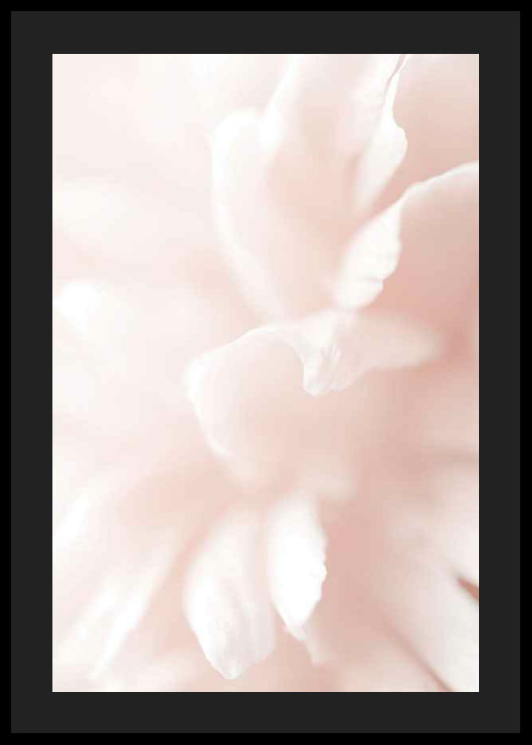 Close-up of light pink flower petals with soft blur-12