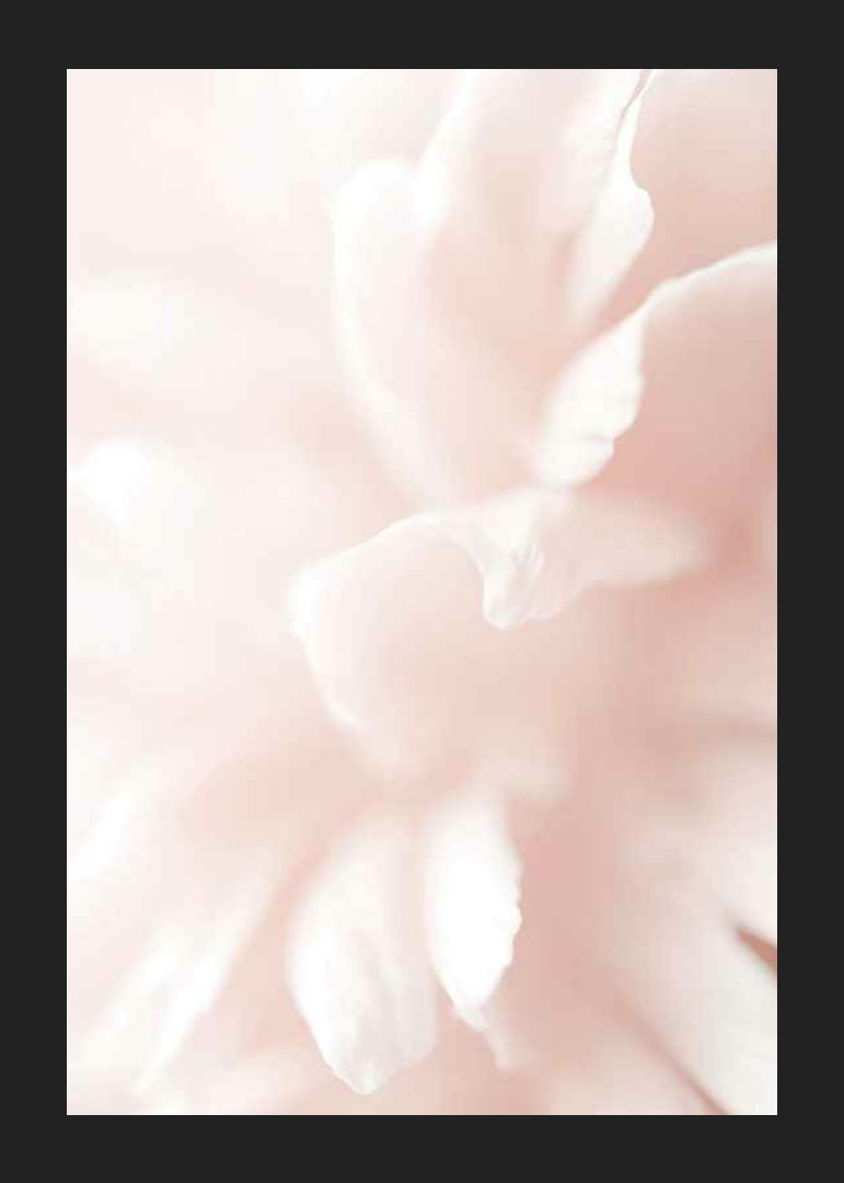 Close-up of light pink flower petals with soft blur-12