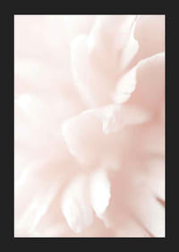 Detailný záber na svetloružové lupene kvetov s jemným rozmazaním-5