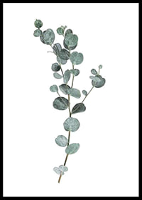 Photographic sprig of eucalyptus with round blue-green leaves-6