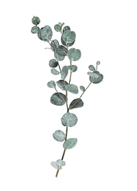 Photographic sprig of eucalyptus with round blue-green leaves-7