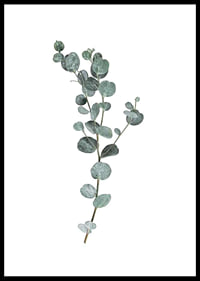 Photographic sprig of eucalyptus with round blue-green leaves-0