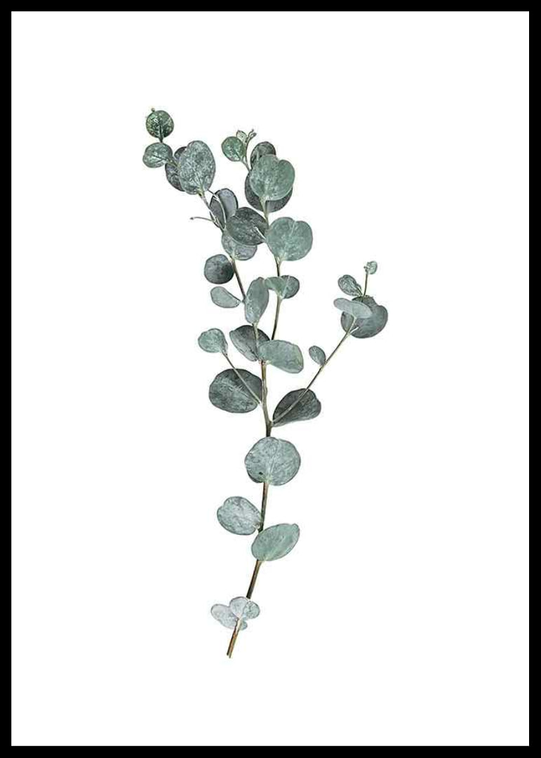 Photographic sprig of eucalyptus with round blue-green leaves-12