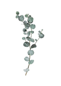 Photographic sprig of eucalyptus with round blue-green leaves-1