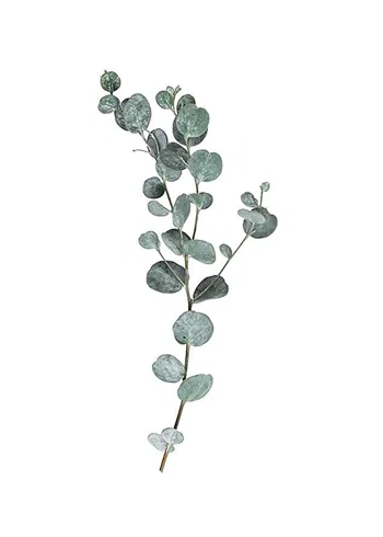 Poster Eucalyptus No1