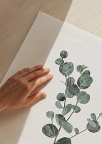 Photographic sprig of eucalyptus with round blue-green leaves-9