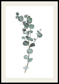 Photographic sprig of eucalyptus with round blue-green leaves-2