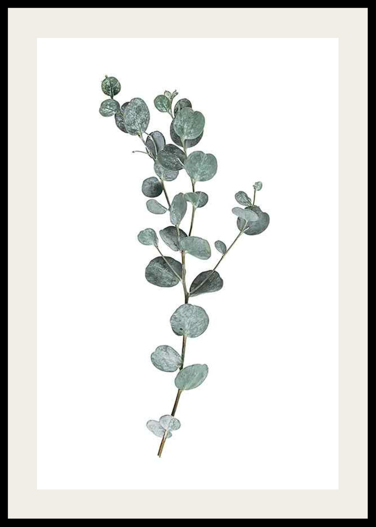 Photographic sprig of eucalyptus with round blue-green leaves-12